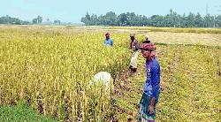 কালাইয়ে আমন ধানের বাম্পার ফলন, হাসিমুখে ব্যস্ত সময় পার করছেন কৃষকরা