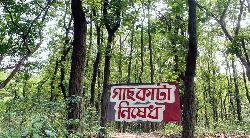 বনভূমির অবৈধ দখল রোধে নতুন অধ্যাদেশ; বৃক্ষ সংরক্ষণে কড়া বিধান