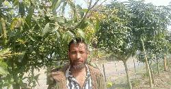 লাখাইয়ে একক ফলের বাগানে সম্ভাবনা দেখছে কৃষক কাজল