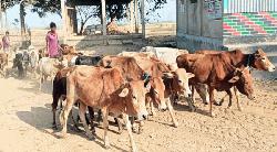 মধ্যনগর সীমান্তে বেপরোয়া চোরাচালান চক্র
