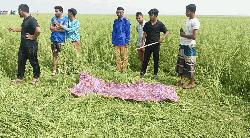 লাখাইয়ে সরিষা জমি থেকে শিশুর মরদেহ উদ্ধার করেছে পুলিশ