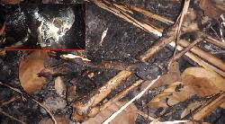 বিশ্বনাথে ঝোপের ভেতর থেকে অজ্ঞাতনামা মানব কঙ্কাল উদ্ধার