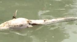 আনোয়ারায় কোদলা খালে বিষ দিয়ে মাছ নিধন, হুমকিতে জীববৈচিত্র্য