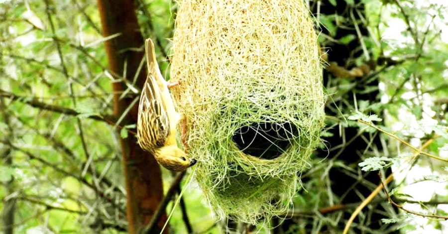 প্রকৃতি থেকে বিলুপ্তির পথে বাবুই পাখির বাসা