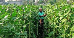 বরবটি চাষে লাখাই'র কৃষক আব্দুর রহমানের বাজিমাত