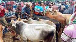 শার্শার বাগআঁচড়া-সাতমাইল পশুহাটের ইজারা সম্পন্ন