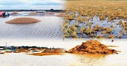 ধর্মপাশা ও মধ্যনগরে পাকাধান পানিতে ভিজে নষ্ট, গজিয়েছে চারা 