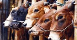 ঈদুল আজহায় পশুর সংকট নেই, চাহিদার তুলনায় ২২ লাখের বেশি উদ্বৃত্ত থাকবে: প্রাণিসম্পদমন্ত্রী