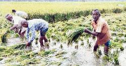 বোরো ধানসহ ফসল পানির নিচে, হতাশ কৃষকরা