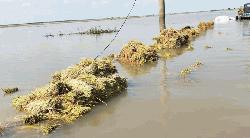 মদনে ভাটি অঞ্চলের ধান পানির নিচে, দিশেহারা কৃষকরা