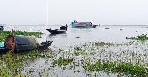 ব্রাহ্মণবাড়িয়ায় হাওরে পানি বৃদ্ধি, তলিয়ে গেছে ৩০৫ হেক্টর বোরো ধান