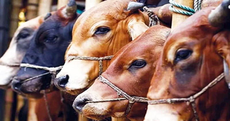 সিন্ডিকেট ঠেকাতে কঠোর অবস্থানে দুই সিটি