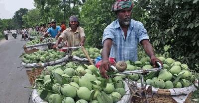 চাঁপাইনবাবগঞ্জে এবারও থাকছে না ‘ম্যাঙ্গো ক্যালেন্ডার’, স্বস্তিতে চাষিরা