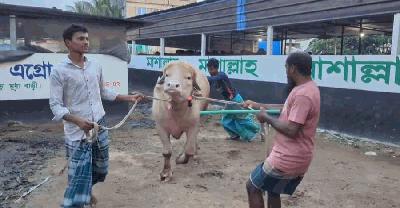 ৭০০ কেজির গোলাপি মহিষ ‘ডোনাল্ড ট্রাম্প’ ভাইরাল ‎ ‎