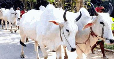 পশ্চিমবঙ্গে প্রকাশ্যে পশু জবাই নিষিদ্ধ 
