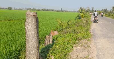 পরিবেশ রক্ষার গাছই এখন দুর্বৃত্তদের টার্গেট
