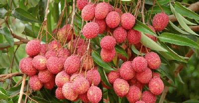 লিচুর বিচি গলায় আটকে প্রাণ গেল এক বছরের শিশুর