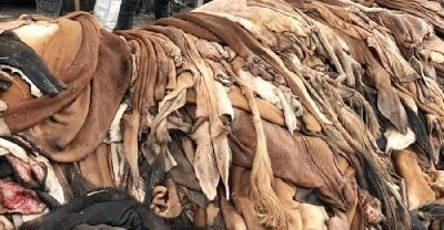 অনিশ্চয়তায় ৪০০ কোটি টাকার চামড়া সংগ্রহ