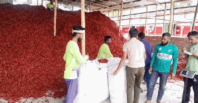 ব্যবসায়ীদের সিন্ডিকেটে দিশেহারা চাষিরা 