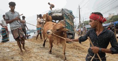 রাজধানীর ১৯ পশুর হাটের ইজারা চূড়ান্ত