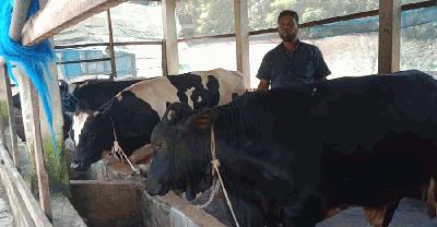 ঈদকে ঘিরে ব্রাহ্মণপাড়ায় প্রস্তুত খামারিরা, চাহিদার চেয়ে বেশি পশু মজুদ