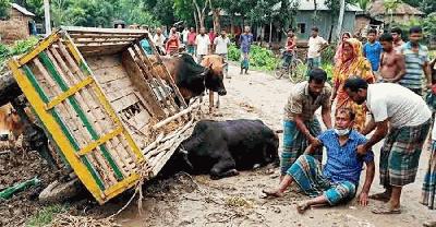 সিরাজগঞ্জে গরুবোঝাই ভটভটি উল্টে চালক নিহত