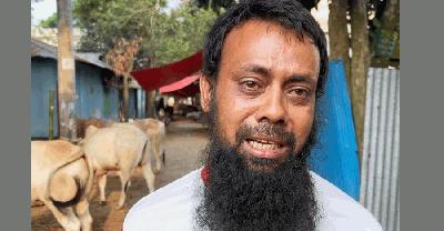 ফেনীতে অস্ত্রের মুখে গরু ছিনতাই