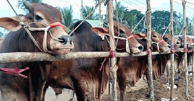 কেরানীহাটে জমে উঠেছে কোরবানির পশুর বাজার