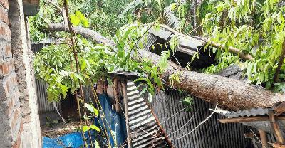 বগুড়ায় আম কুড়াতে গিয়ে গাছ চাপায় নারীর মৃত্যু
