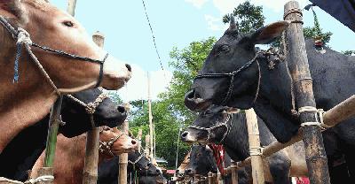 বৃষ্টির বাধা কাটিয়ে জমে উঠছে কোরবানির পশুর হাট