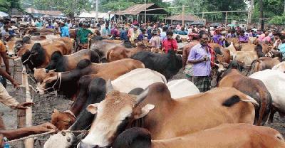 শার্শায় কোরবানির জন্য প্রস্তুত ১৬ হাজার গবাদিপশু : সরগরম সাতমাইল পশুহাট  