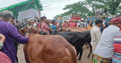 গরুতে দখল গাবতলীর সড়ক, বাড়ছে যানজট ও ভোগান্তি
