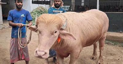 ‘ডোনাল্ড ট্রাম্প’ কোরবানি হচ্ছে না
