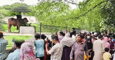 চিড়িয়াখানায় ‘প্রাণ’ ফিরিয়েছে অ্যালবিনো মহিষ ‘ডোনাল্ড ট্রাম্প’