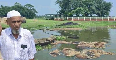 লাভের আশায় কেনা চামড়া তিতাস নদীতে ফেলে দিলেন মৌসুমী ব্যবসায়ী  