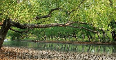 তিন মাসের জন্য সুন্দরবনে প্রবেশে নিষেধাজ্ঞা