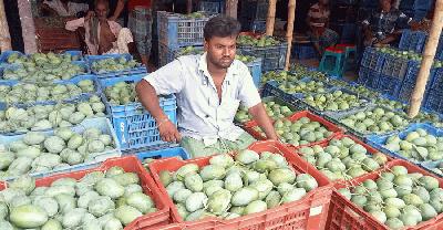বাজার ব্যবস্থাপনার দুর্বলতায় ক্ষতির মুখে আমচাষিরা
