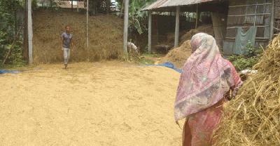 কাঠফাটা রোদ উপেক্ষা করে বোরো ধান মাড়াইয়ে ব্যস্ত কৃষক