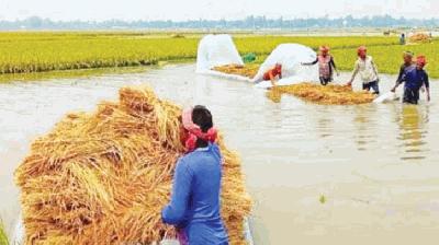 হাওরে প্রকৃতির নির্মম আঘাত: ক্ষতি ১১০০ কোটি টাকা!