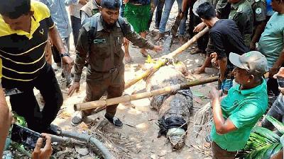 খানজাহান আলী মাজার দিঘির কুমির স্থানান্তর, দর্শনার্থীদের মাঝে স্বস্তি