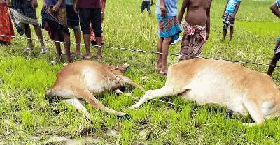 তানোরে বিদ্যুৎস্পৃষ্ট হয়ে ৭ গরু ও ২ শিয়ালের মৃত্যু