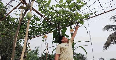 বাজার নয়, ভরসা নিজের ছাদ: সবুজ স্বপ্নে স্বনির্ভর এক পরিবারের গল্প