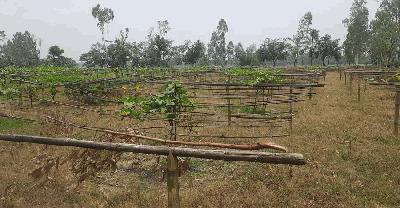 বিকল্প ফসলে বাড়ছে কৃষকদের আগ্রহ 