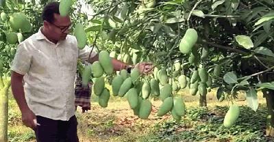 আম চাষে বাজিমাত সফল উদ্যোক্তা বকুলের 