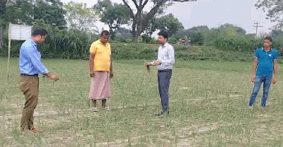 পীরগঞ্জে অসময়ে পেঁয়াজ চাষে কৃষকের সাফল্য