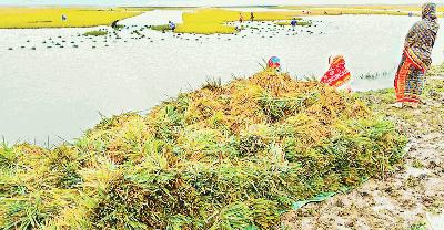 হাওরে ক্ষতিগ্রস্ত কৃষক তালিকা নিয়ে হ-য-র-ল