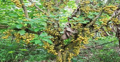 অবসরপ্রাপ্ত শিক্ষকের লটকন চাষে সফলতা