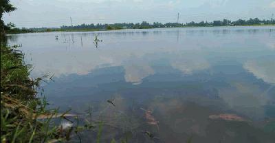 রায়গঞ্জে জলাবদ্ধতার ফাঁদে কৃষি, অনাবাদি ৮৩৩ হেক্টর জমি