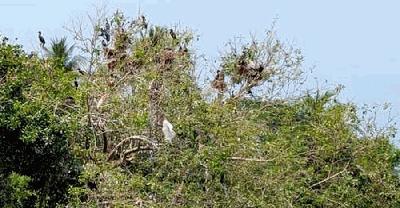 পাখির কলকাকলিতে মুখর পাইকগাছার হাড়িয়া আবাদ, প্রকৃতিতে নান্দনিক রূপ