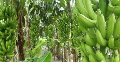 মোরেলগঞ্জের কলা এখন দেশের বাজারে ‘ব্র্যান্ড’